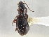  (Bembidion ampliceps - CCDB-21404-G04)  @11 [ ] CreativeCommons - Attribution (2014) CBG Photography Group Centre for Biodiversity Genomics