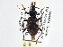  ( - CCDB-21406-A09)  @13 [ ] CreativeCommons - Attribution (2014) CBG Photography Group Centre for Biodiversity Genomics