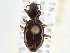  (Nebria appalachia - CCDB-21406-C12)  @14 [ ] CreativeCommons - Attribution (2014) CBG Photography Group Centre for Biodiversity Genomics