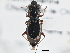  (Notiophilus aeneus - CCDB-21406-D08)  @15 [ ] CreativeCommons - Attribution (2014) CBG Photography Group Centre for Biodiversity Genomics