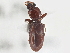  (Clivina - CCDB-21406-H05)  @14 [ ] CreativeCommons - Attribution (2014) CBG Photography Group Centre for Biodiversity Genomics