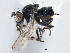  ( - CCDB-21410-B02)  @11 [ ] CreativeCommons - Attribution (2014) CBG Photography Group Centre for Biodiversity Genomics
