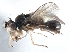  (Nostima - CCDB-21410-B03)  @15 [ ] CreativeCommons - Attribution (2014) CBG Photography Group Centre for Biodiversity Genomics