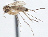  (Exechia attrita - CCDB-21411-A04)  @14 [ ] CreativeCommons - Attribution (2014) CBG Photography Group Centre for Biodiversity Genomics