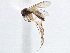  ( - CCDB-21411-A07)  @13 [ ] CreativeCommons - Attribution (2014) CBG Photography Group Centre for Biodiversity Genomics