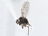  (Scatella favillacea - CCDB-21411-E04)  @11 [ ] CreativeCommons - Attribution (2014) CBG Photography Group Centre for Biodiversity Genomics