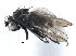  (Scatella - CCDB-21411-E10)  @14 [ ] CreativeCommons - Attribution (2014) CBG Photography Group Centre for Biodiversity Genomics