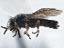  ( - CCDB-21411-G03)  @13 [ ] CreativeCommons - Attribution (2014) CBG Photography Group Centre for Biodiversity Genomics