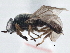  ( - CCDB-21411-G04)  @11 [ ] CreativeCommons - Attribution (2014) CBG Photography Group Centre for Biodiversity Genomics