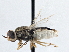  (Hedriodiscus vertebratus - CCDB-21411-H09)  @11 [ ] CreativeCommons - Attribution (2014) CBG Photography Group Centre for Biodiversity Genomics