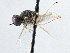  ( - CCDB-21411-H10)  @11 [ ] CreativeCommons - Attribution (2014) CBG Photography Group Centre for Biodiversity Genomics