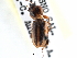  ( - CCDB-21413-C10)  @11 [ ] CreativeCommons - Attribution (2014) CBG Photography Group Centre for Biodiversity Genomics