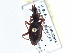  (Rhadine - CCDB-21413-E08)  @14 [ ] CreativeCommons - Attribution (2014) CBG Photography Group Centre for Biodiversity Genomics