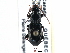  ( - CCDB-21417-A07)  @14 [ ] CreativeCommons - Attribution (2014) CBG Photography Group Centre for Biodiversity Genomics