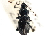  (Pterostichus lustrans - CCDB-21417-A10)  @11 [ ] CreativeCommons - Attribution (2014) CBG Photography Group Centre for Biodiversity Genomics