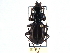  (Pterostichus moestus - CCDB-21417-B01)  @14 [ ] CreativeCommons - Attribution (2014) CBG Photography Group Centre for Biodiversity Genomics