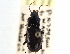  (Pterostichus tuberculofemoratus - CCDB-21417-C11)  @15 [ ] CreativeCommons - Attribution (2014) CBG Photography Group Centre for Biodiversity Genomics