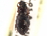  ( - CCDB-21417-E06)  @11 [ ] CreativeCommons - Attribution (2014) CBG Photography Group Centre for Biodiversity Genomics