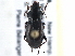  ( - CCDB-21417-E10)  @14 [ ] CreativeCommons - Attribution (2014) CBG Photography Group Centre for Biodiversity Genomics