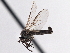  ( - CCDB-21421-C10)  @15 [ ] CreativeCommons - Attribution (2014) CBG Photography Group Centre for Biodiversity Genomics