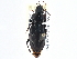  (Cyclotrachelus sodalis - CCDB-21431-B03)  @14 [ ] CreativeCommons - Attribution (2014) CBG Photography Group Centre for Biodiversity Genomics