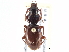  (Cyclotrachelus levinis - CCDB-21431-B06)  @14 [ ] CreativeCommons - Attribution (2014) CBG Photography Group Centre for Biodiversity Genomics