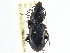  ( - CCDB-21431-B10)  @14 [ ] CreativeCommons - Attribution (2014) CBG Photography Group Centre for Biodiversity Genomics