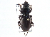  ( - CCDB-21431-C03)  @14 [ ] CreativeCommons - Attribution (2014) CBG Photography Group Centre for Biodiversity Genomics