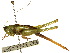  (Odontoxiphidium - CCDB-23290-D10)  @14 [ ] CreativeCommons - Attribution (2015) CBG Photography Group Centre for Biodiversity Genomics