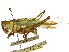  ( - CCDB-23290-F07)  @14 [ ] CreativeCommons - Attribution (2015) CBG Photography Group Centre for Biodiversity Genomics