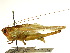  ( - CCDB-23290-F08)  @11 [ ] CreativeCommons - Attribution (2015) CBG Photography Group Centre for Biodiversity Genomics