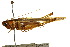  ( - CCDB-23290-G02)  @14 [ ] CreativeCommons - Attribution (2015) CBG Photography Group Centre for Biodiversity Genomics