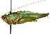  ( - CCDB-23290-G04)  @11 [ ] CreativeCommons - Attribution (2015) CBG Photography Group Centre for Biodiversity Genomics