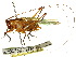  ( - CCDB-23290-G06)  @11 [ ] CreativeCommons - Attribution (2015) CBG Photography Group Centre for Biodiversity Genomics