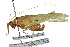  ( - CCDB-23291-C05)  @11 [ ] CreativeCommons - Attribution (2015) CBG Photography Group Centre for Biodiversity Genomics