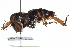  (Stenopelmatus longispina - CCDB-23292-B12)  @11 [ ] CreativeCommons - Attribution (2015) CBG Photography Group Centre for Biodiversity Genomics