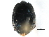  ( - CCDB-23292-C02)  @11 [ ] CreativeCommons - Attribution (2015) CBG Photography Group Centre for Biodiversity Genomics