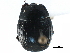  ( - CCDB-23292-H09)  @11 [ ] CreativeCommons - Attribution (2015) CBG Photography Group Centre for Biodiversity Genomics