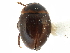  ( - CCDB-23294-A08)  @11 [ ] CreativeCommons - Attribution (2015) CBG Photography Group Centre for Biodiversity Genomics