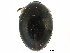  ( - CCDB-23294-A10)  @11 [ ] CreativeCommons - Attribution (2015) CBG Photography Group Centre for Biodiversity Genomics