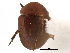  (Liocyrtusa nigriclavis - CCDB-23294-H08)  @11 [ ] CreativeCommons - Attribution (2015) CBG Photography Group Centre for Biodiversity Genomics