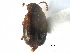  ( - CCDB-23295-G02)  @11 [ ] CreativeCommons - Attribution (2015) CBG Photography Group Centre for Biodiversity Genomics