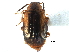  ( - CCDB-23295-G04)  @11 [ ] CreativeCommons - Attribution (2015) CBG Photography Group Centre for Biodiversity Genomics
