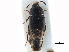  ( - CCDB-23296-D04)  @11 [ ] CreativeCommons - Attribution (2015) CBG Photography Group Centre for Biodiversity Genomics