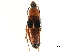  (Lordithon - CCDB-23296-F03)  @15 [ ] CreativeCommons - Attribution (2015) CBG Photography Group Centre for Biodiversity Genomics