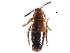  ( - CCDB-23297-A06)  @11 [ ] CreativeCommons - Attribution (2015) CBG Photography Group Centre for Biodiversity Genomics