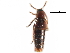  ( - CCDB-23297-A12)  @11 [ ] CreativeCommons - Attribution (2015) CBG Photography Group Centre for Biodiversity Genomics
