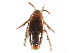  ( - CCDB-23297-B01)  @14 [ ] CreativeCommons - Attribution (2015) CBG Photography Group Centre for Biodiversity Genomics