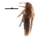  ( - CCDB-23297-B02)  @11 [ ] CreativeCommons - Attribution (2015) CBG Photography Group Centre for Biodiversity Genomics