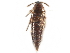  ( - CCDB-23297-B03)  @11 [ ] CreativeCommons - Attribution (2015) CBG Photography Group Centre for Biodiversity Genomics
